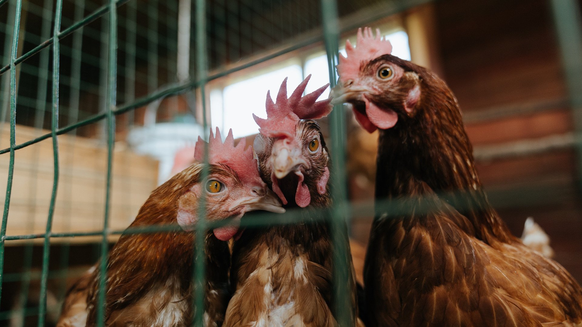 死神归来，杜兰特关键时刻一锤定音，篮网险胜马刺