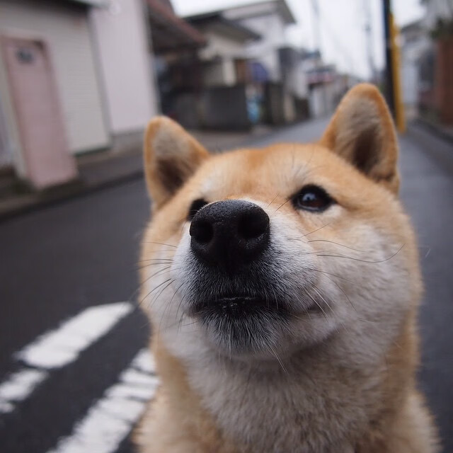 黄蜂队横扫广厦队，爱德华兹狂砍统治级数据引爆篮球界