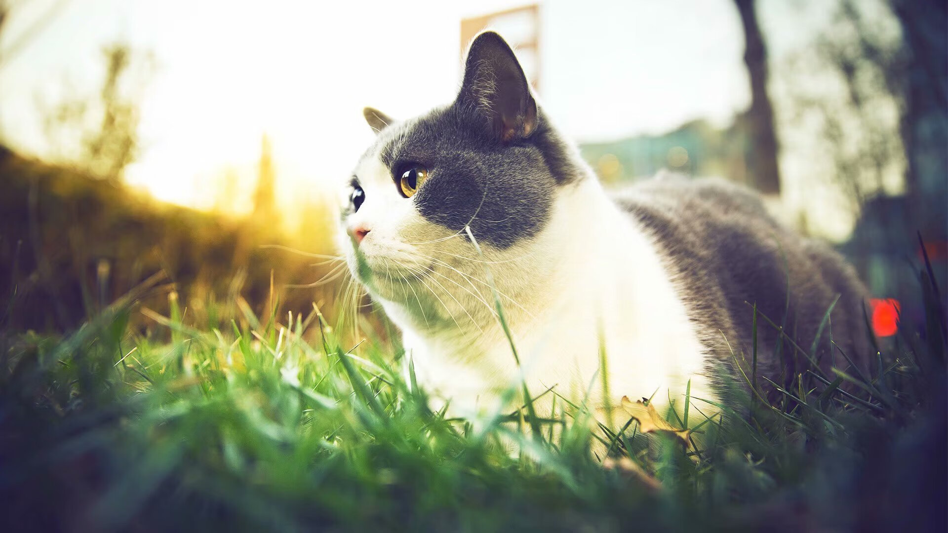 开云体育-阿克一锤定音，尼斯主场力擒厄瓜多尔彰显强队本色