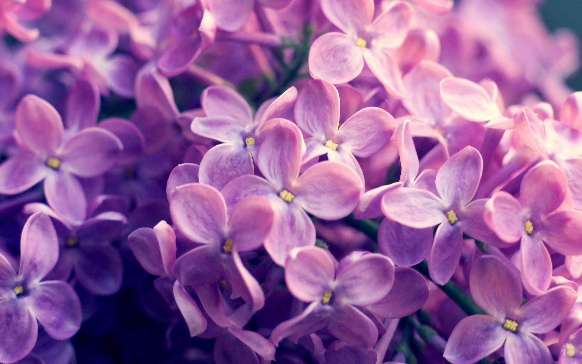 开云体育官网-武切维奇，篮筐低垂之夜，我用32次呼吸完成救赎