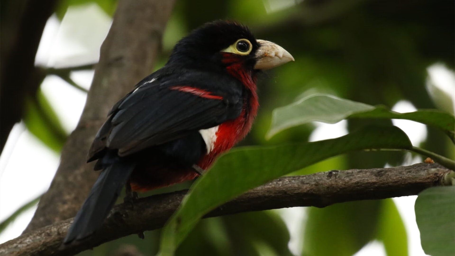 开云体育官方网站-苏亚雷斯完美发挥点燃温布利,英格兰与埃及激战成经典