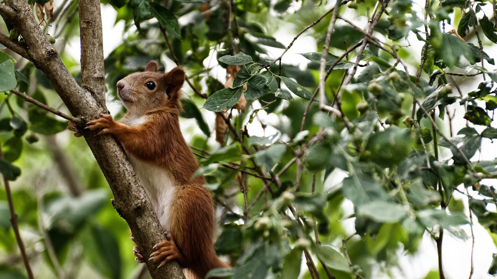 开云体育-浙江队力挫爵士创奇迹,班凯罗关键先生虽败犹荣