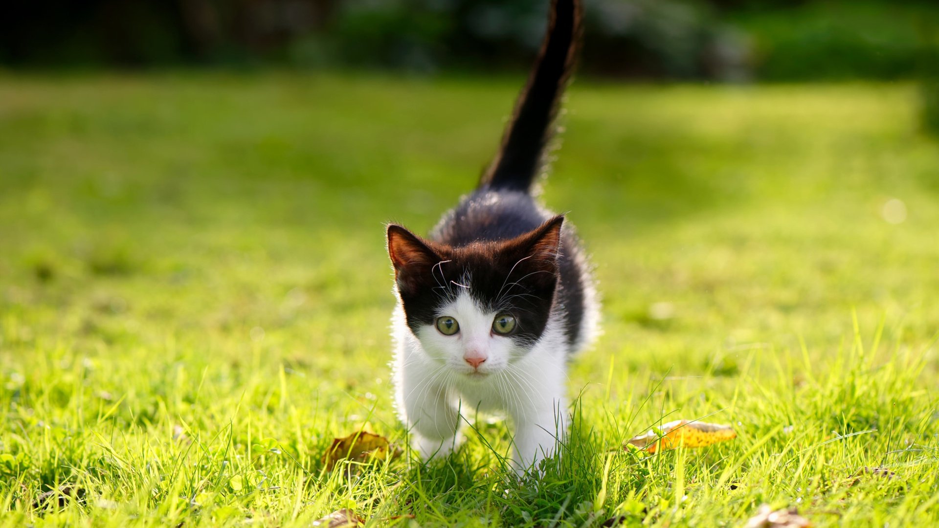 开云体育官网-孔德筑起叹息之墙,雷恩奏响压制狂想曲,一场颠覆法甲格局的双重奏