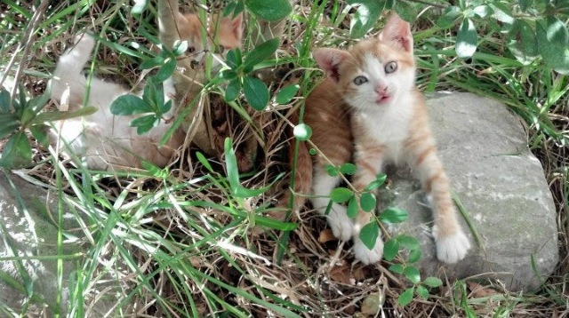 开云体育-悬念终结者，猛龙与哈登演绎竞技体育的窒息美学
