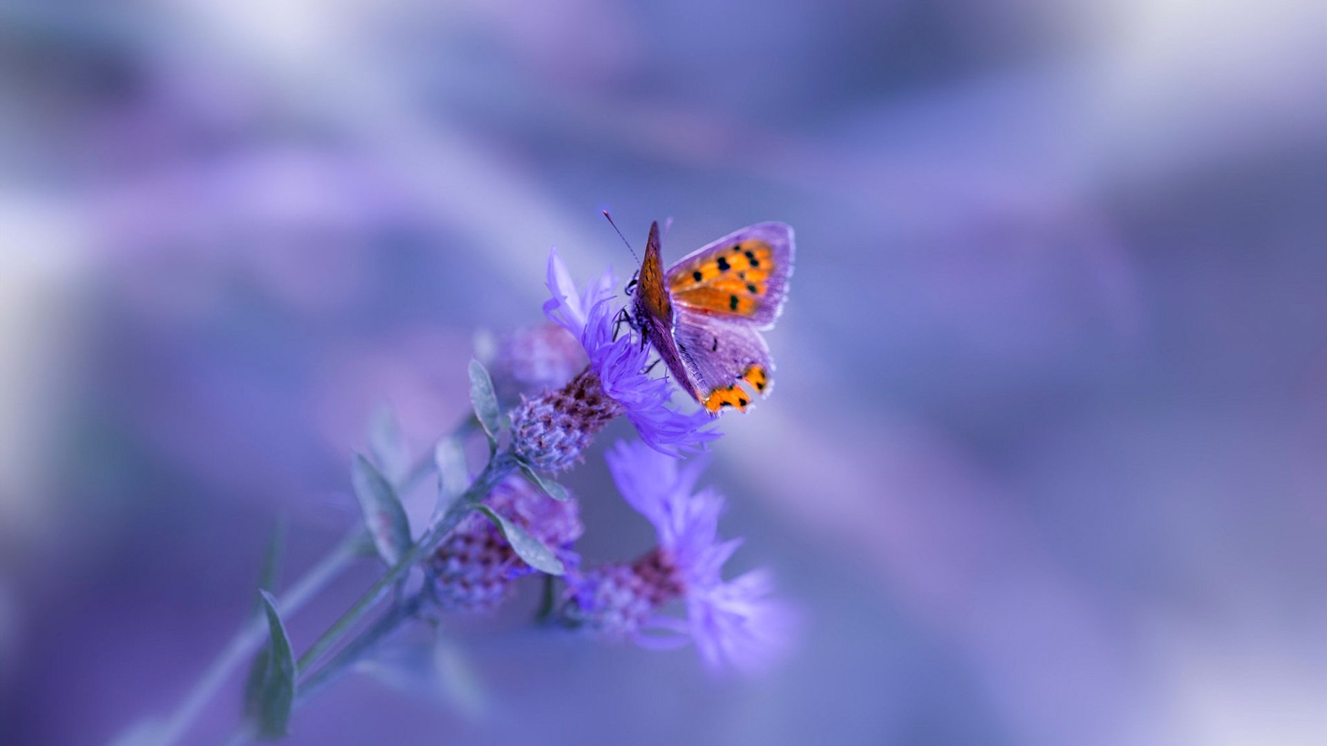 悬念终结者，猛龙与哈登演绎竞技体育的窒息美学