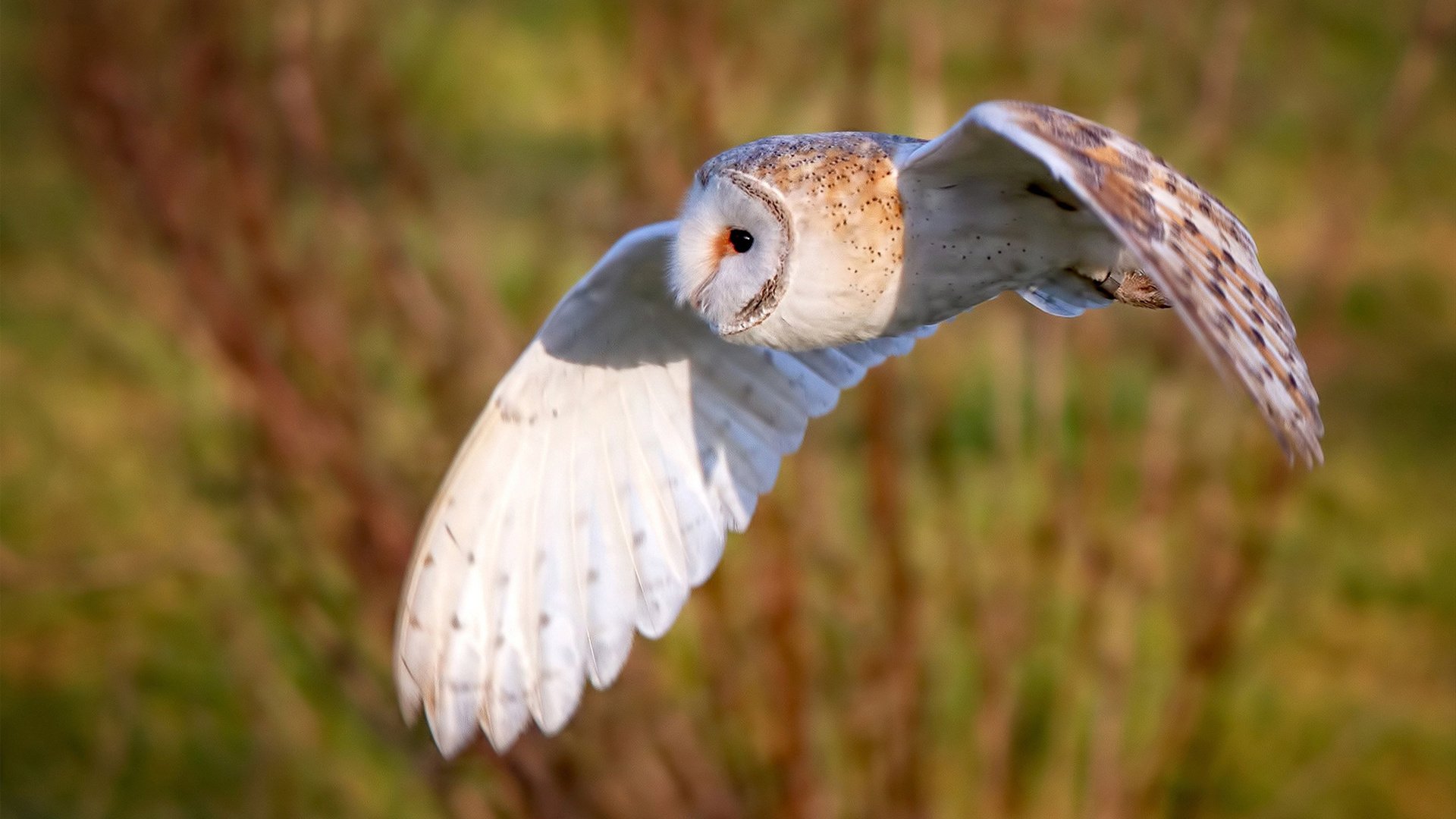 双重奏，从纽约的铜墙铁壁到伦敦的致命尖刀