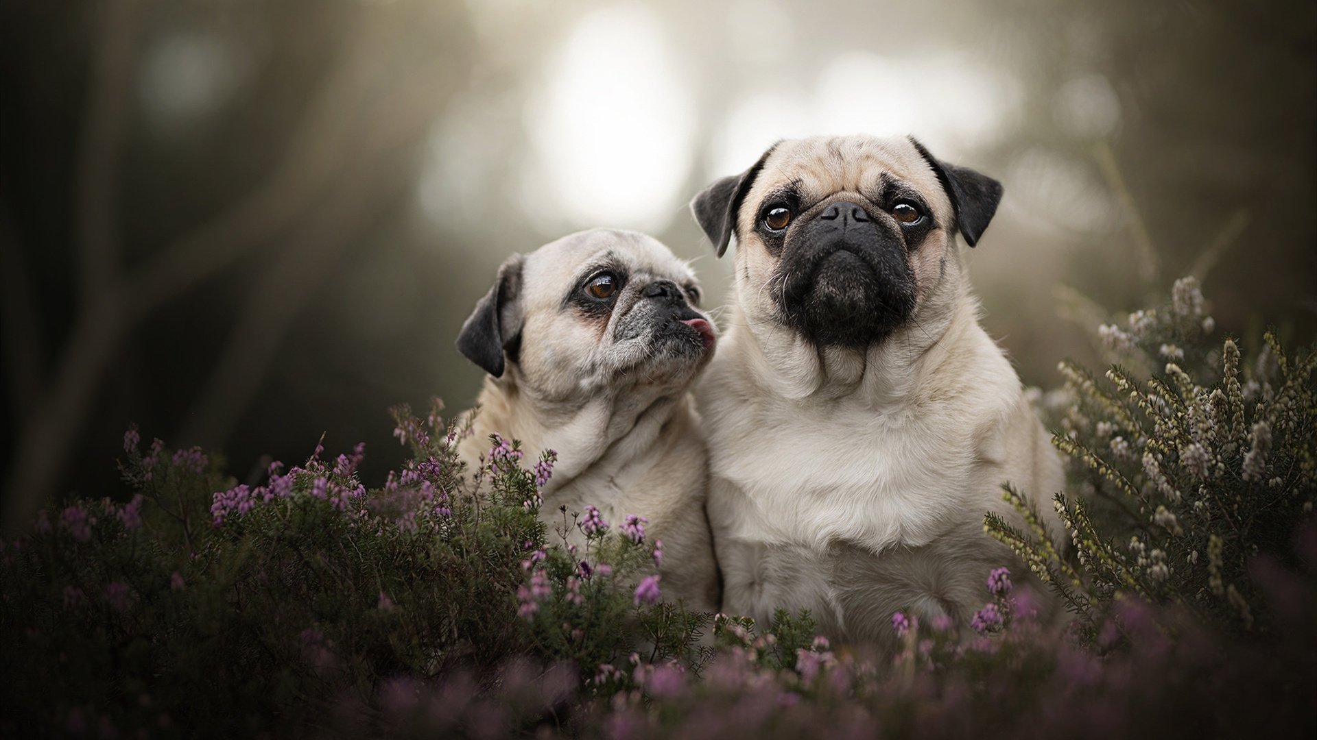 铁血霍勒迪,灰熊撕裂魔术背后的奥运宣言